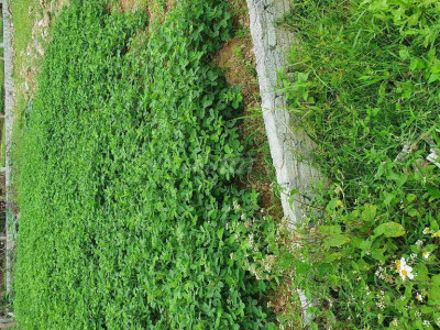 Chỉ 650 triệu có ngay lô đất đẹp tại Điện Tiến