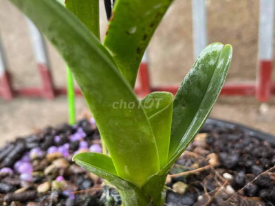 CẦN THUÊ MẶT BẰNG MỞ QUÁN TRÀ SỮA-ĐƯỜNG NGUYỄN HỀN