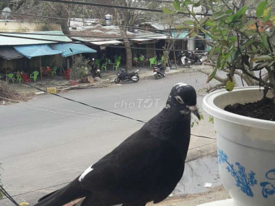 Bán nhà cấp ven biển diện tích rộng .