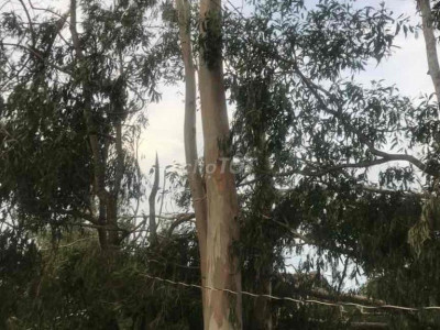 thuê làm kho. sân bãi. sân đá bóng. bán cây cảnh..