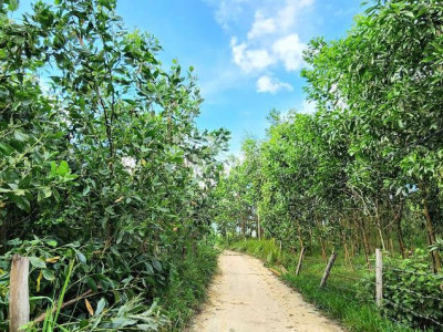 1.123,8m2 tại đồi chè Đông Giang giáp suối, gần Đà Nẵng chỉ 345 triệu.