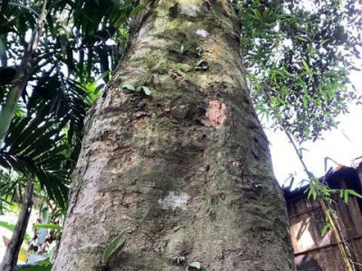 Rãy mít gỗ 200 cây