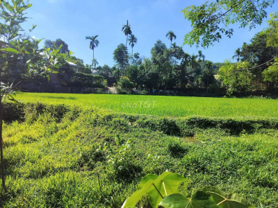 Cần bán 1000m2 đất vườn làng cổ lộc yên tiên phước quảng Nam