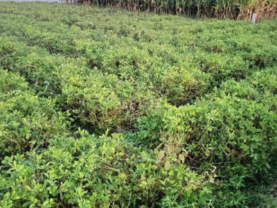 đất sát sân bay chu lai