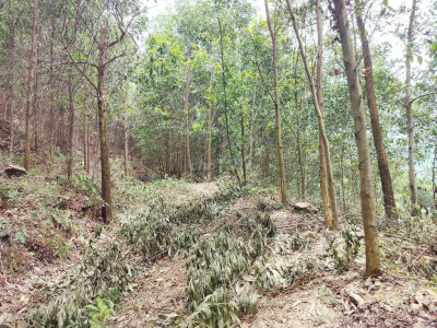 Cần bán 50 ha đất rừng đã trồng keo khu vực huyện Tiên Phước Trà My