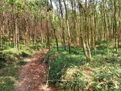 Bán nhanh đất 5hec phù hợp làm trang trại chăn nuôi trồng cây ăn quả