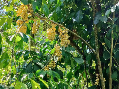 Chủ cần bán nhà vườn 3000m2 có 300 đất ở Đã trồng cây ăn quả cho đến