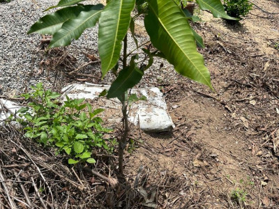 bán đất vườn thổ cư chính chủ