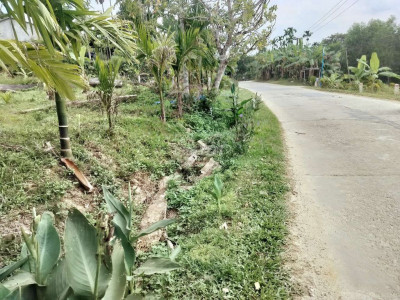 Chính chủ bán  đất trang trại Đã trồng cây ăn quả mặt tiền đường 47m