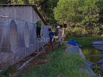 Cần sang nhượng trại chăn nuôi heo quy mô 3000 con.