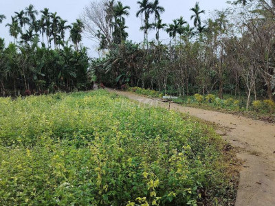 cần bán  vườn  cây ăn quả ao cá 8000m2 có 800 đất ở.hàng rào thép gai