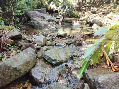 Em chính chủ bán đất rừng quy chủ 12 hetta, có keo 3 năm ôm suối