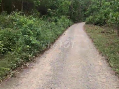 CẦN TIỀN BÁN LỖ 300 TRIỆU ĐẤT RỪNG TAM LÃNH ĐANG TRỒNG KEO