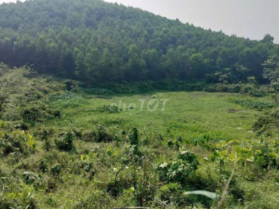 Chính chủ Cần bán 10ha đất rừng 6ha keo 3 năm 4ha keo 2