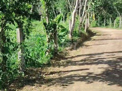 bán đất Vườn  mặt tiền đường bê tông 30m.Diện tích 3600m2 có 300m ont