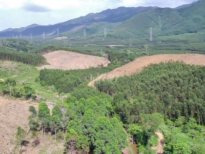 Cần 12ha đất rừng sản xuất keo 3 năm  bám 3 suối lớn đất đồi thấp