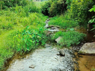 Chính Chủ cần bán vườn 3000m2 có 300 đất ở + 7ha,70.000m2 rừng có keo