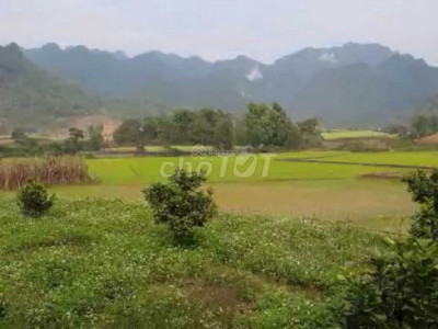 Cho Thuê Nguyên Nhà  lâu dài+ Vườn + Ao hồ Duy Hòa Duy Xuyên Quảng Nam