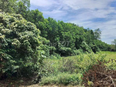 Bán 5 heta rừng sản xuất  tặng keo 4 năm - đất tương đối bằng