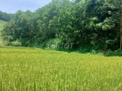 CẦN. BÁN ĐẤT RỪNG VIEWS RUỘNG SÁT DÂN