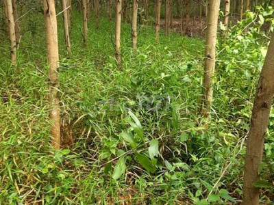 Đất rừng SX view sông, mặt tiền liên tỉnh lên khu du lịch Đông Giang