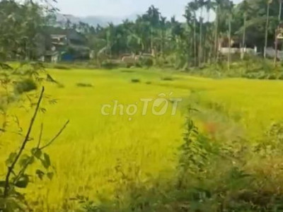 Cần bán lô đat vườn views đồng ruộng mát mẽ 11.000m và lô có 300 đấtở