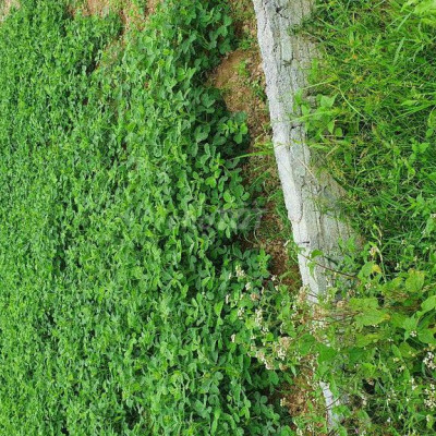 Chỉ 650 triệu có ngay lô đất đẹp tại Điện Tiến