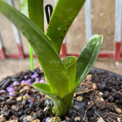 CẦN THUÊ MẶT BẰNG MỞ QUÁN TRÀ SỮA-ĐƯỜNG NGUYỄN HỀN