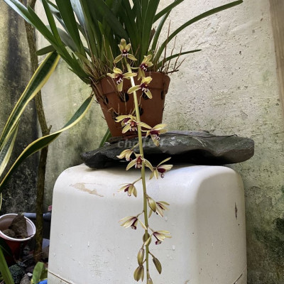 Mặt bằng cho thuê khu vực trung tâm TP Hội an