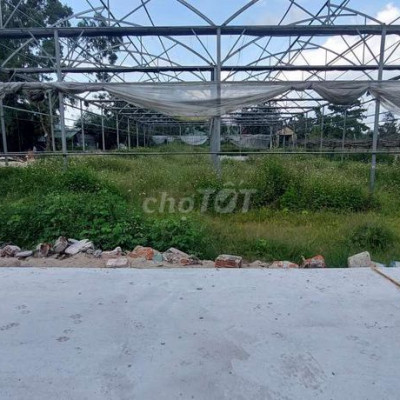 17×42 cây hằng năm điện nam trung thị xã điện bàn