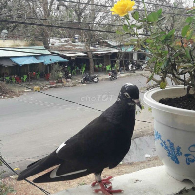 Bán nhà cấp ven biển diện tích rộng .