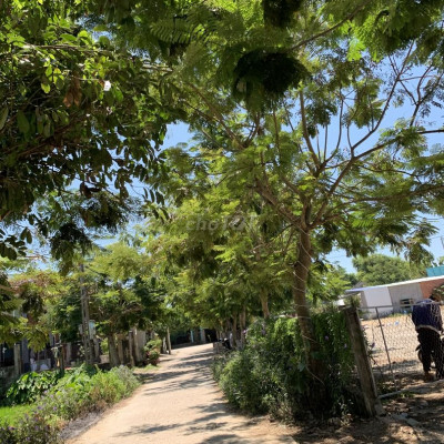 Đất Điện Hồng sụp hố cho nhà đầu tư 175m2 chỉ 5XX