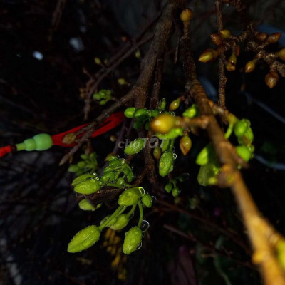 Đất lúa tốt , giá hợp lý. Có sổ, sau cục hải quan