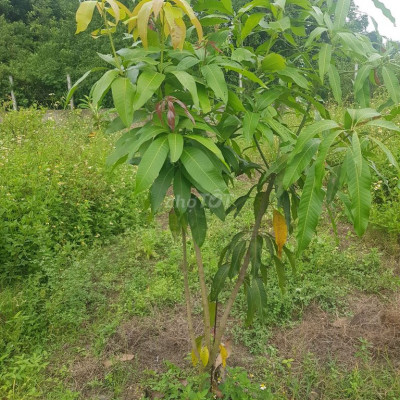 Đất xã Điện tiến 300m² thôn Thái sơn