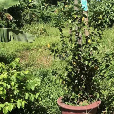 Bán 158m2 đất ở Khối phố Châu Hiệp TT Nam Phước