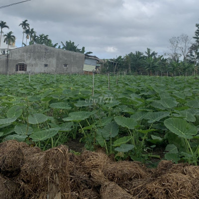 Bán đất chính chủ