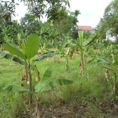 ĐIỆN TIẾN ĐẤT ĐẸP GIÁ QUÁ R.Ẻ CẦN BÁN NHANH