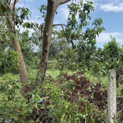 3 lô liền kề điện hòa sụp hầm Đường bê tông 3m5