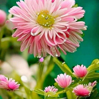 BÁN ĐẤT BIỆT THỰ DT 290M TẠI HỘI AN GIÁ RẺ