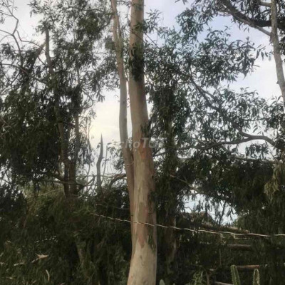 thuê làm kho. sân bãi. sân đá bóng. bán cây cảnh..