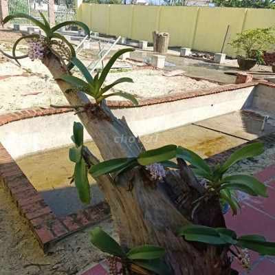 Đất ở hoàn toàn chính chủ