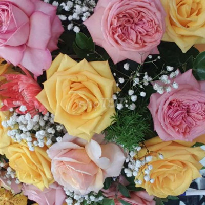 Dự án maloca quảng nam