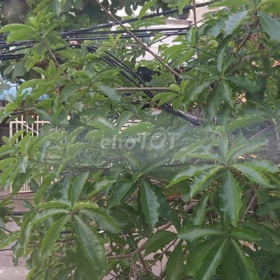 Nhận cọc đất nền KDC Bê Thui Cầu Mống 590tr/ lô