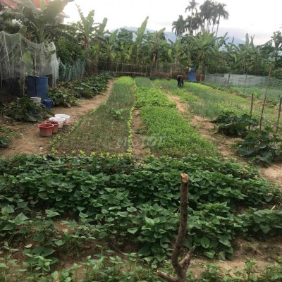 Đất thổ cư chính chủ