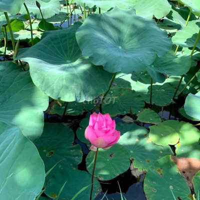 Điện Tiến view Hồ sen sụp hầm cho đầu tu chỉ 5xx