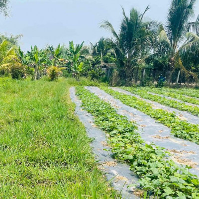 1000m2 đất trồng cây điện hồng(khả năng lên đất ở cao)