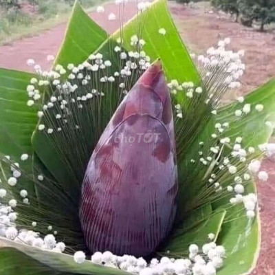 Chính chủ bán mảnh đất ở Đại cường 852m2(25×35)