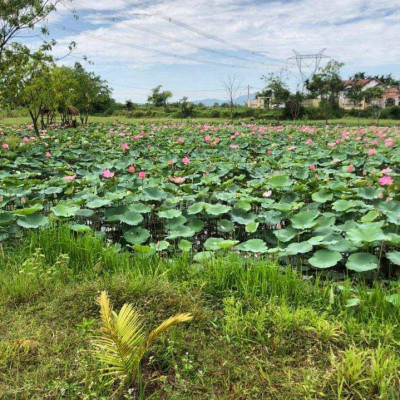 GIẢM DEAL GẦN 100tr LÔ HỒ SEN ĐIỆN TIẾN TUYỆT ĐẸP