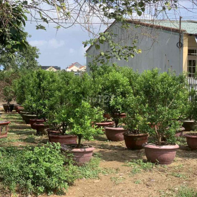 bán nhanh lô đất ngang 8m 200m ThanhHa HôiAn chỉ có NHỈNH hơn 3ty