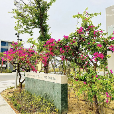 Biệt thự nghỉ dưỡng Đảo Ngọc Regal Victoria Nam Đà Nẵng